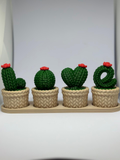 Cactos LOVE Kit c/ 4